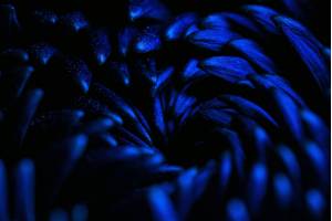 Plantas que brillan en la oscuridad y cómo lo hacen